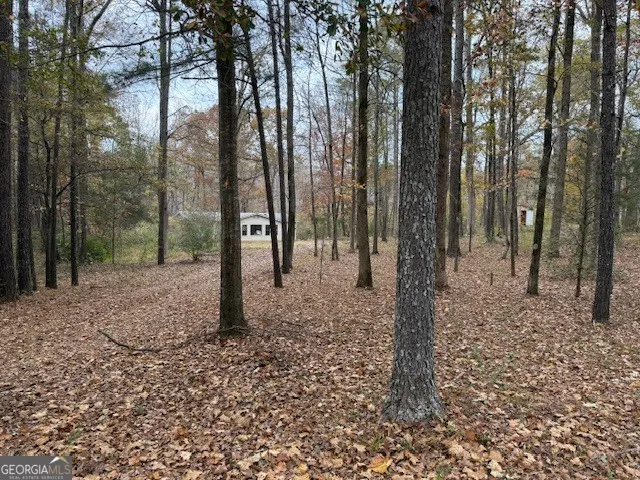 a view of a forest filled with trees