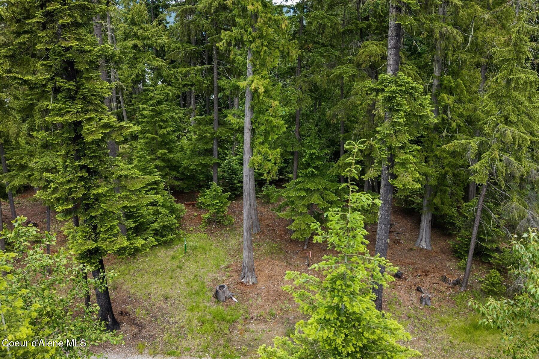 Lot 29 Bruin Road Nordman, ID 83848 - Photo 7 of 44 Mature Growth