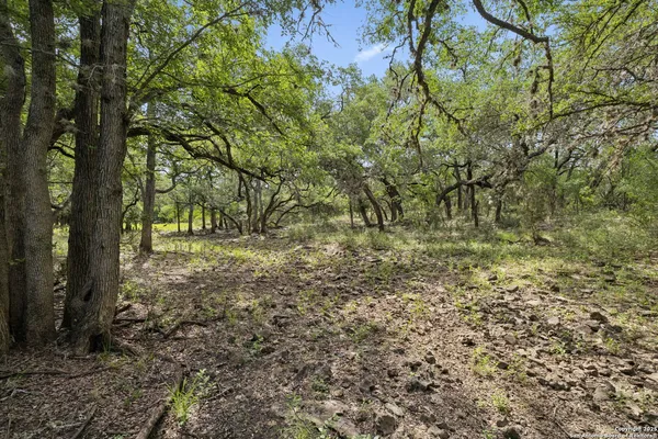 a view of a yard with plants and trees