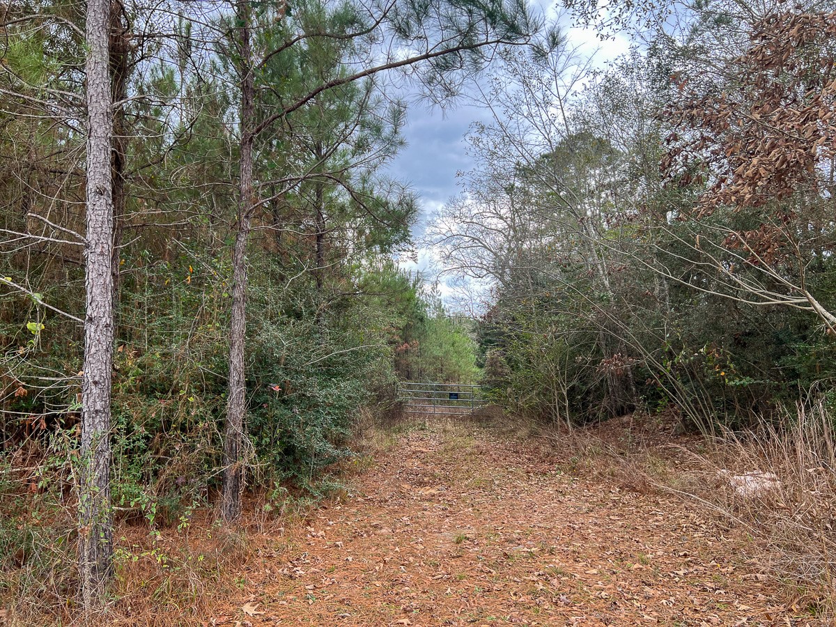 2 Highway 87 Newton, TX 75966 - Photo 3 of 12 a view of a forest with trees in the background