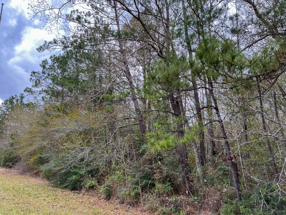 2 Highway 87 Newton, TX 75966 - Photo 5 of 12 a view of a forest with lots of trees