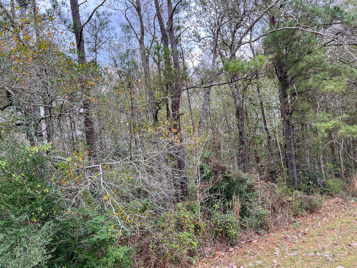 2 Highway 87 Newton, TX 75966 - Photo 6 of 12 a view of forest