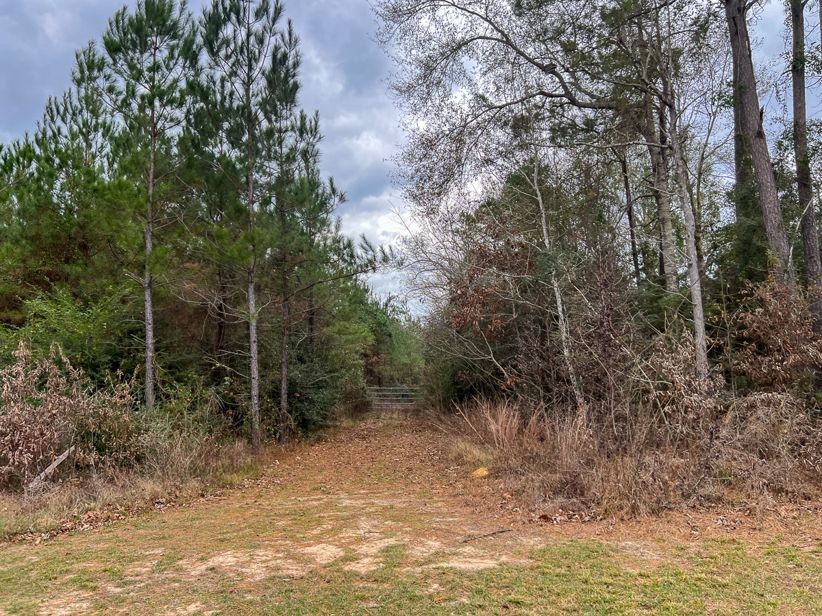 2 Highway 87 Newton, TX 75966 - Photo 8 of 12 a view of forest