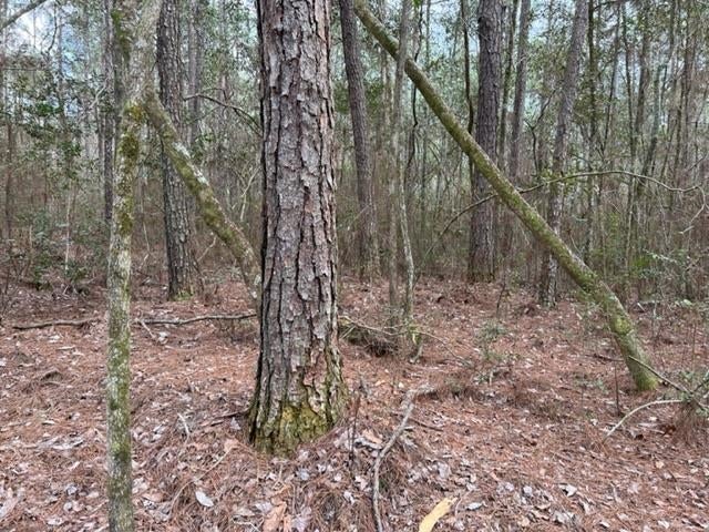 0 Adams Pond Road Opp, AL 36467 - Photo 11 of 19 Gallery Image 11