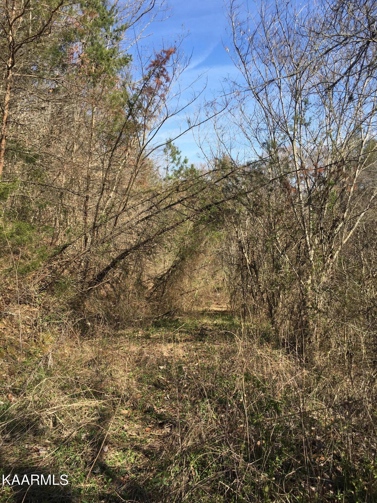 340 Zion Hill Road Seymour, TN 37865 - Photo 17 of 60 ZIONPATHCRKBOTTOMIMG-8492