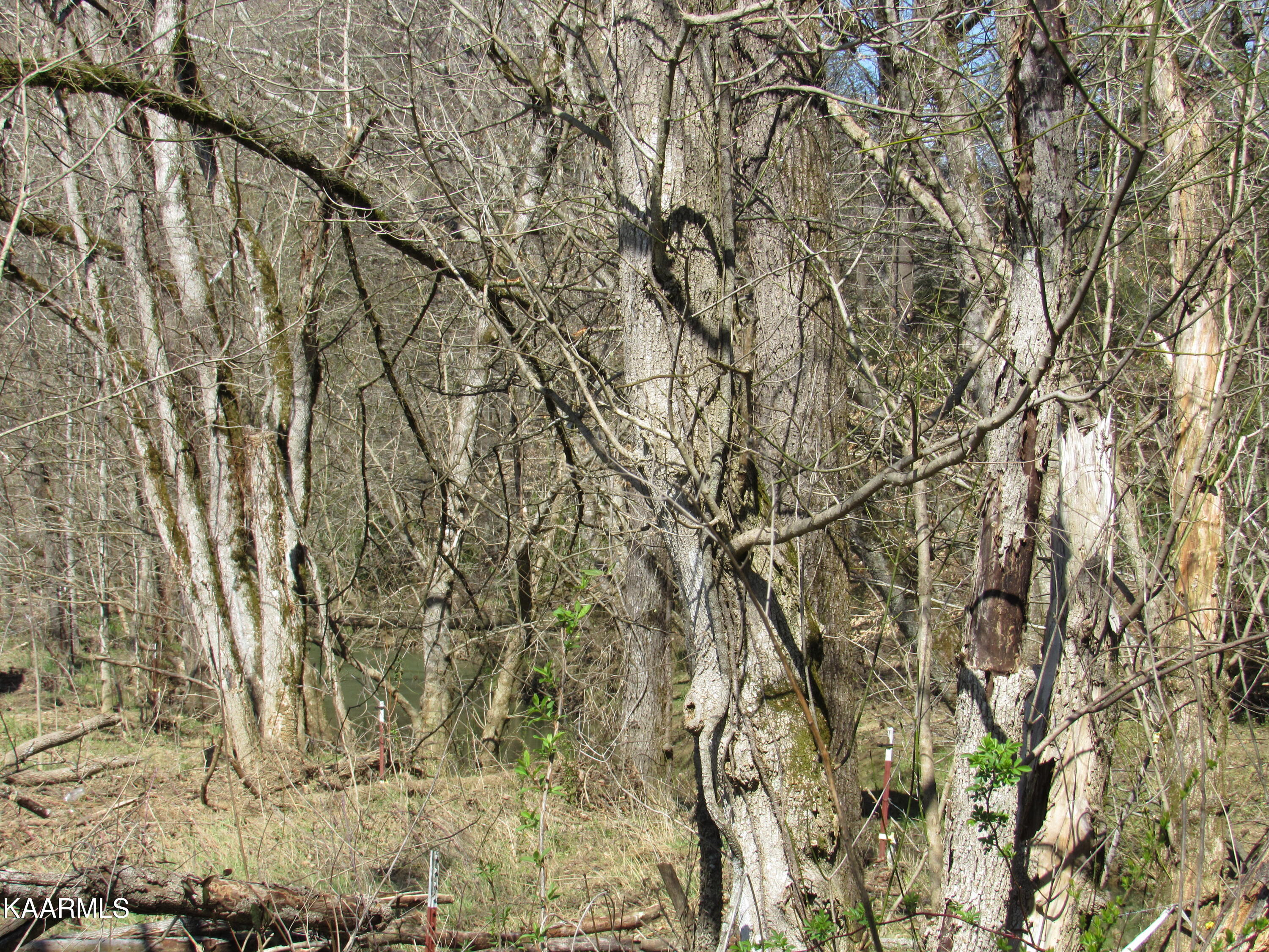 340 Zion Hill Road Seymour, TN 37865 - Photo 52 of 60 IMG_3512