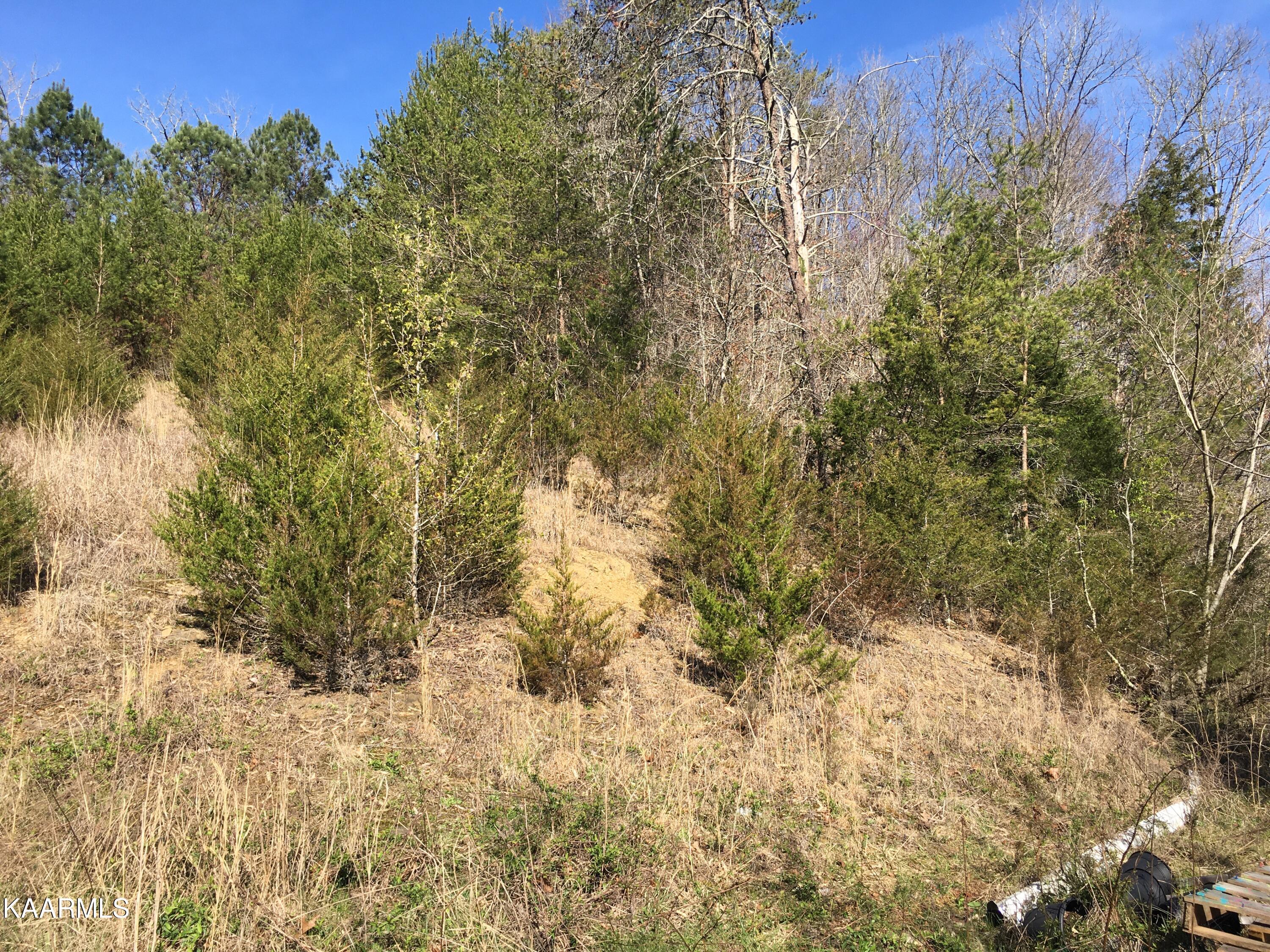 340 Zion Hill Road Seymour, TN 37865 - Photo 60 of 60 ZIONBACKYARDIMG-8493