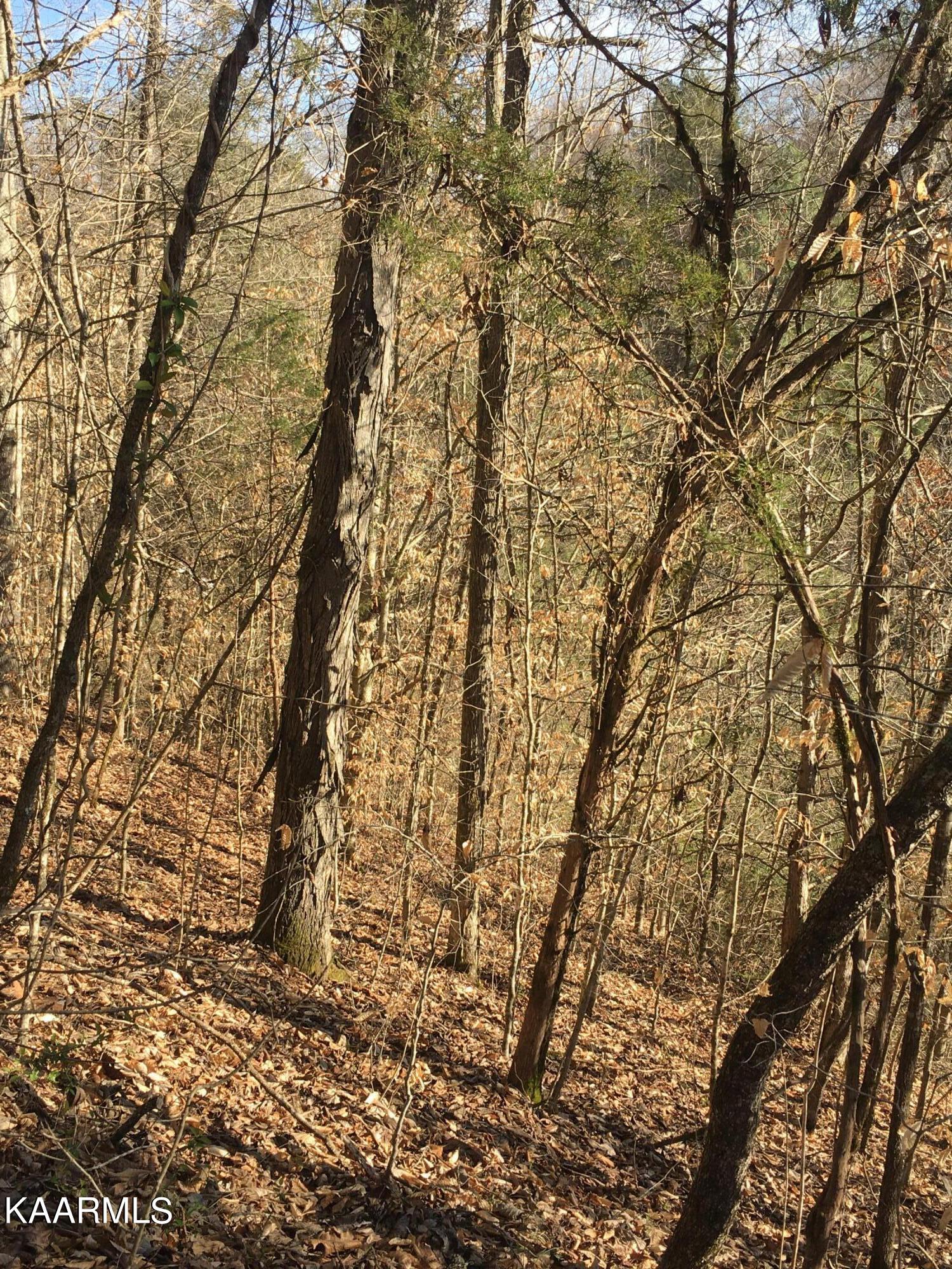 340 Zion Hill Road Seymour, TN 37865 - Photo 10 of 60 ZION2IMG-8475