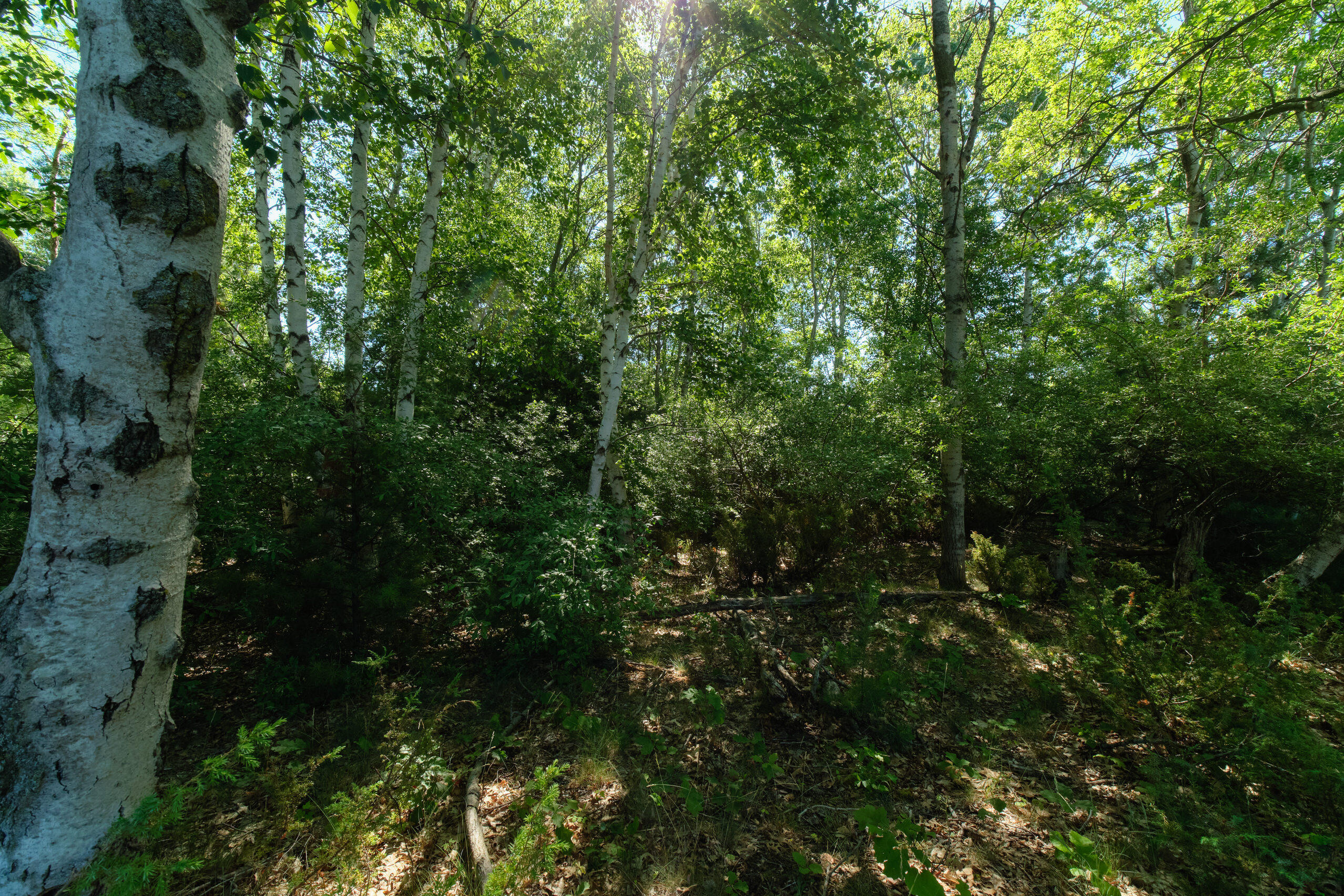 2606 South County Line Road Manistee, MI 49660 - Photo 48 of 49 Acreage