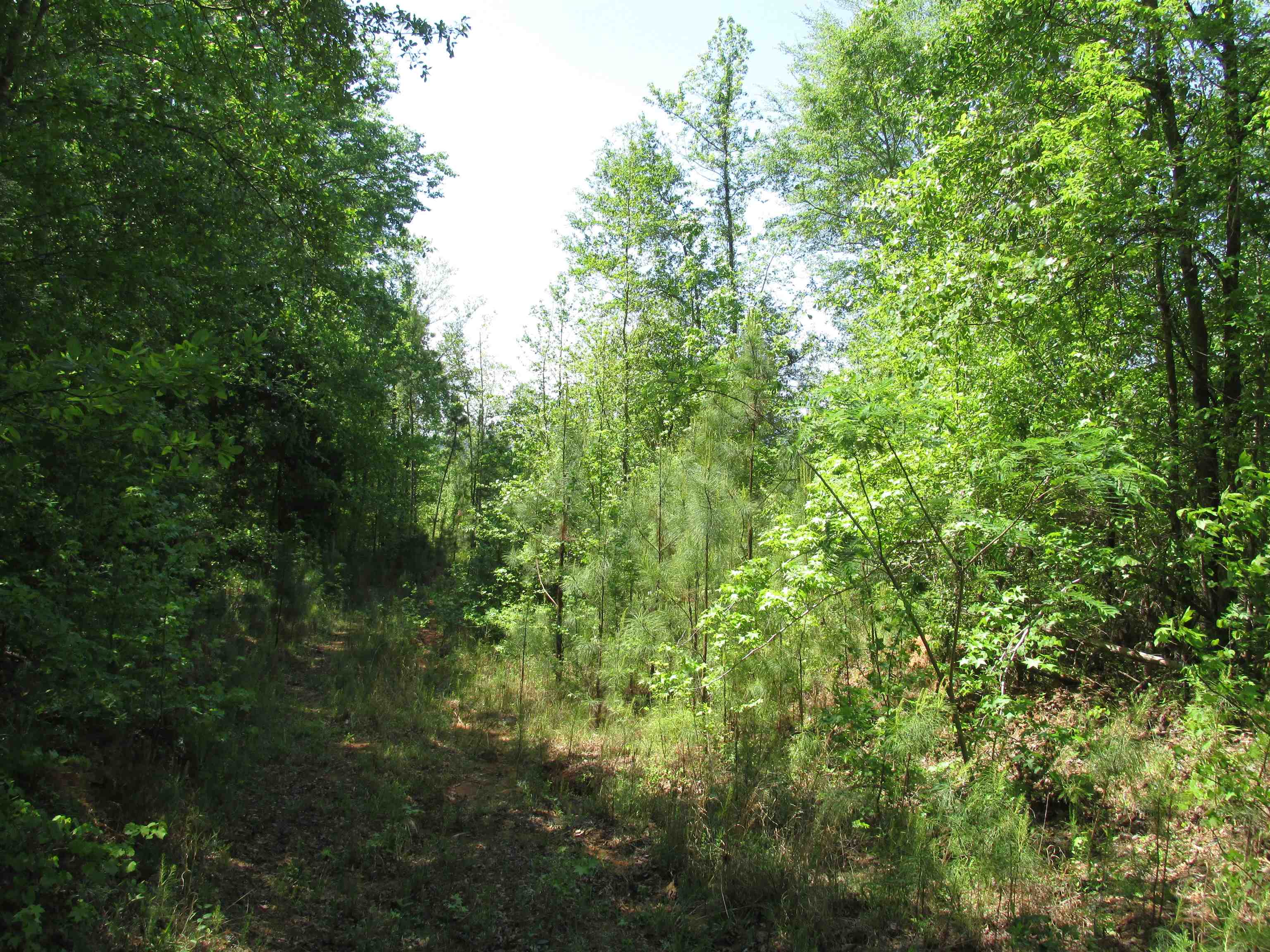 0 Kincaid Bridge Road Winnsboro, SC 29180 - Photo 13 of 13