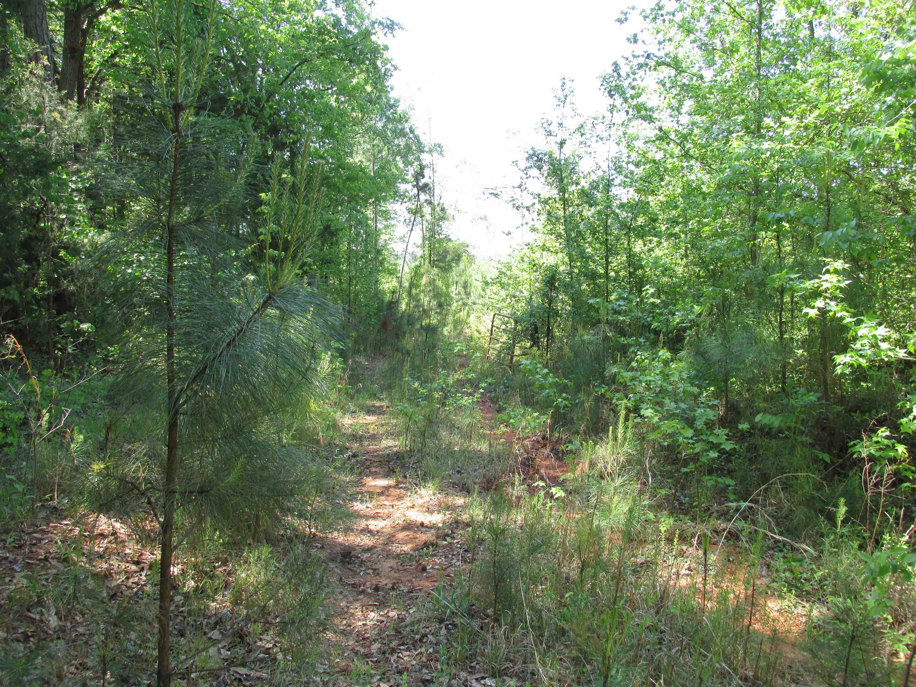 0 Kincaid Bridge Road Winnsboro, SC 29180 - Photo 10 of 13