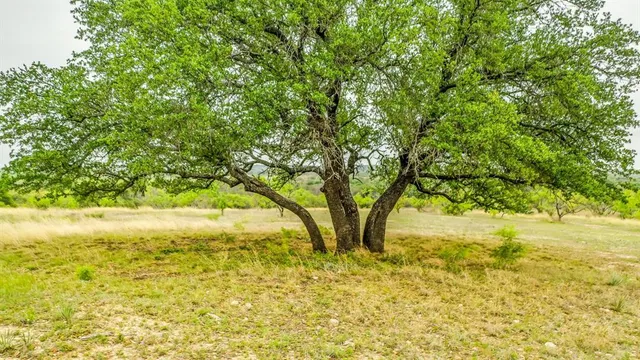 a view of yard with large trees