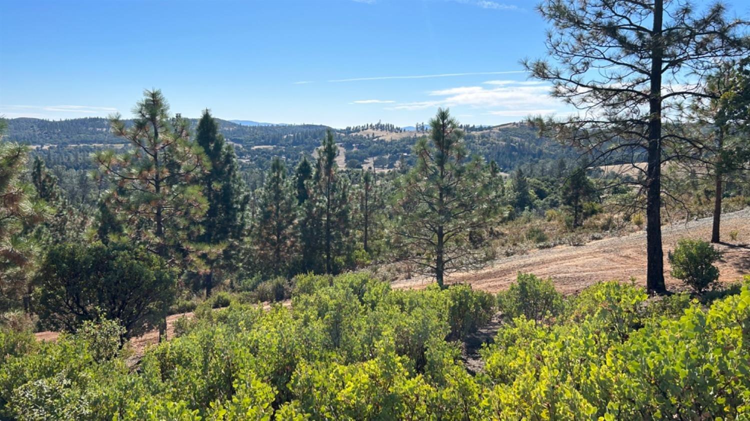 9080 El Dorado Trail Mountain Ranch, CA 95246 - Photo 9 of 48 a view of a yard with plants and large trees