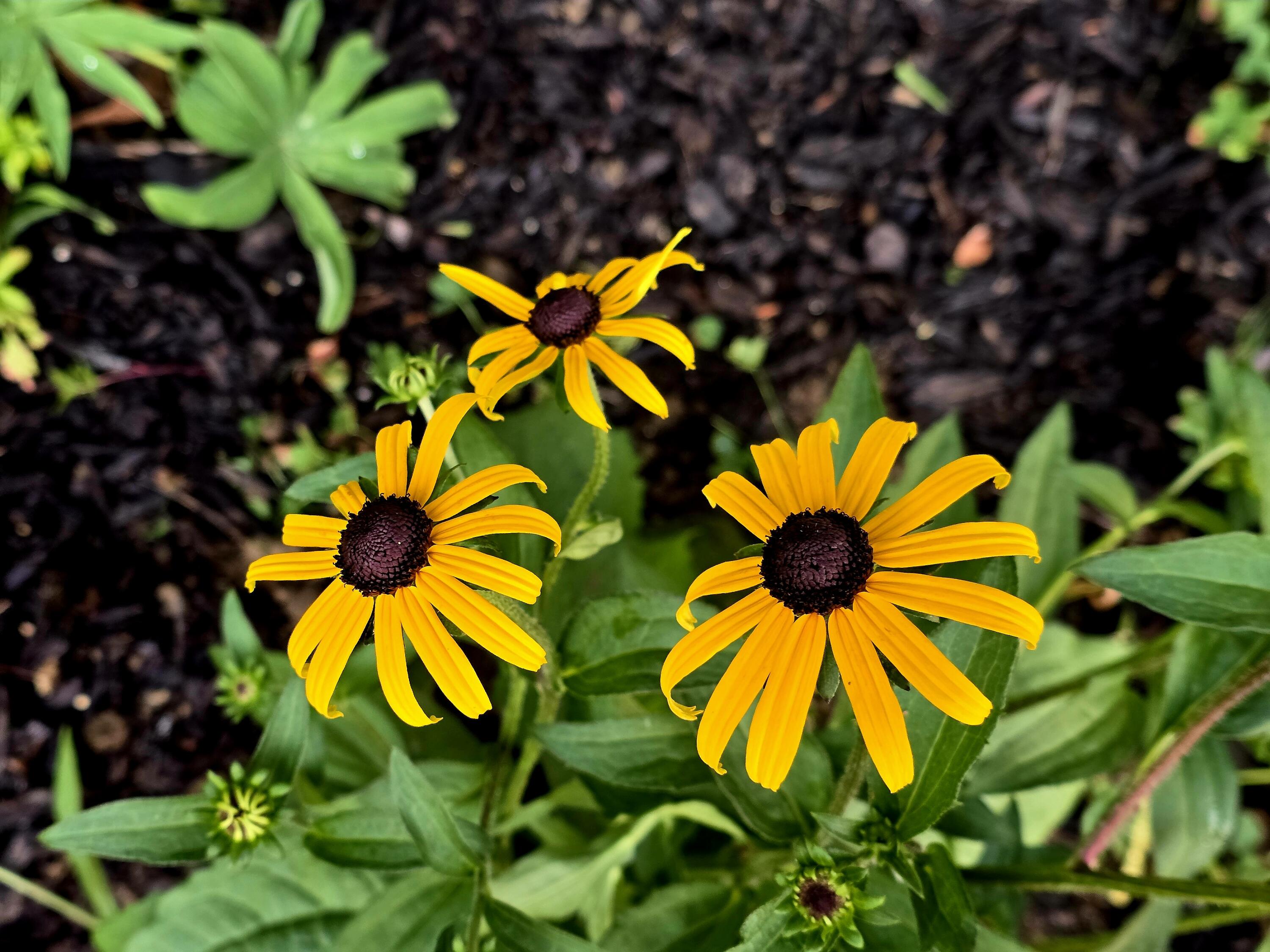 27 Pepperell Street, Unit 1 Saco, ME 04072 - Photo 12 of 16 27 Pepperell Street