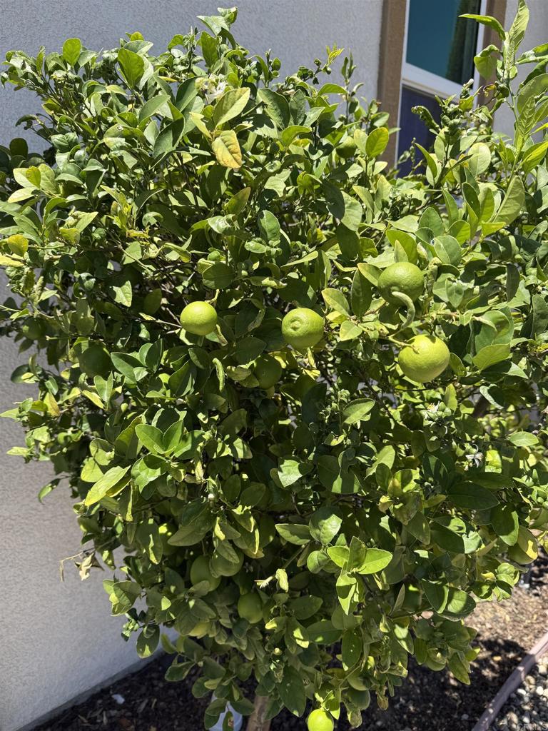 13238 Mystic Way Lakeside, CA 92040 - Photo 49 of 65 Fruit Tree