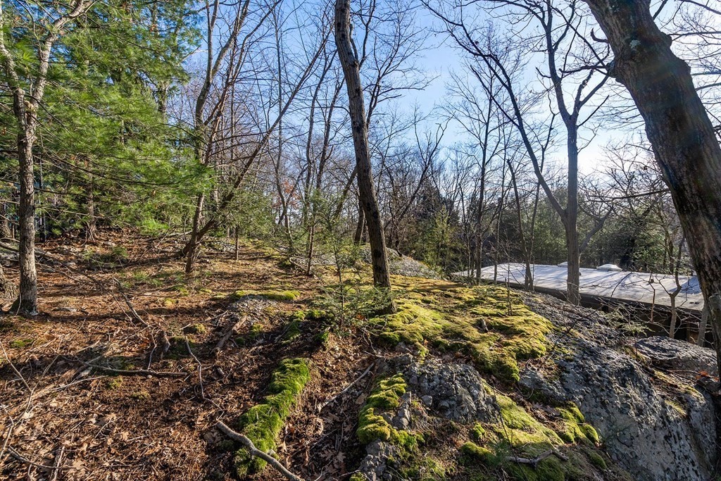 34 Bellingham Road Brookline, MA 02467 - Photo 11 of 33 a view of a yard with plants and trees