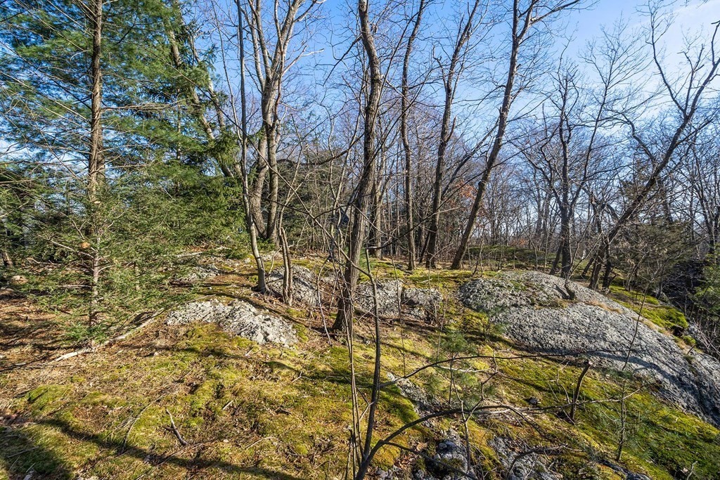 34 Bellingham Road Brookline, MA 02467 - Photo 6 of 33 a view of a yard with plants and trees