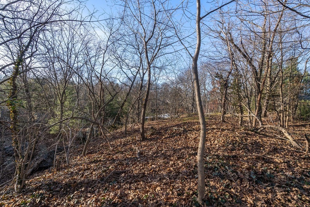 34 Bellingham Road Brookline, MA 02467 - Photo 7 of 33 a view of a forest filled with trees