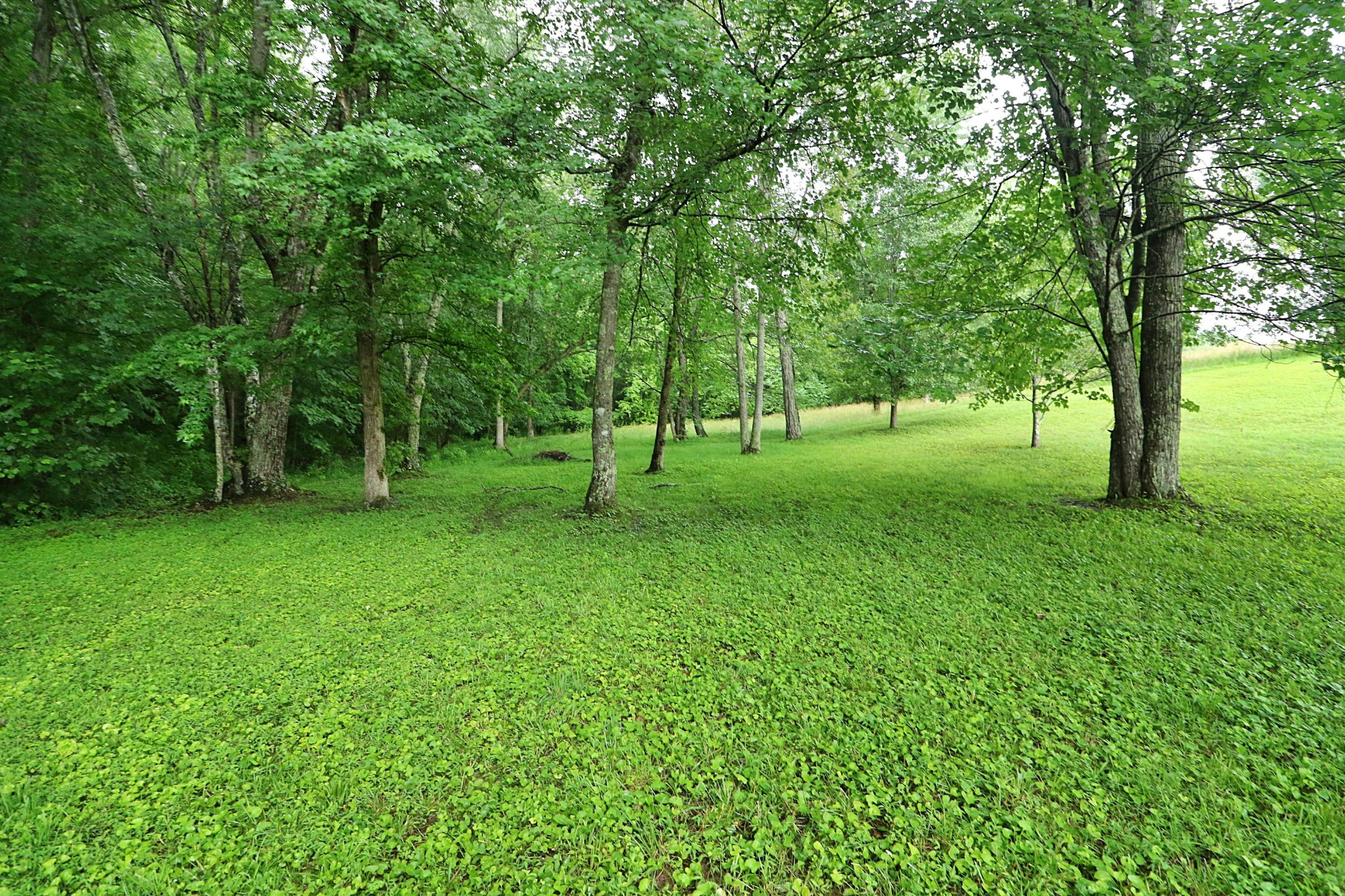 575 Grave Hill Road Oneida, TN 37841 - Photo 19 of 28 Gallery Image 19