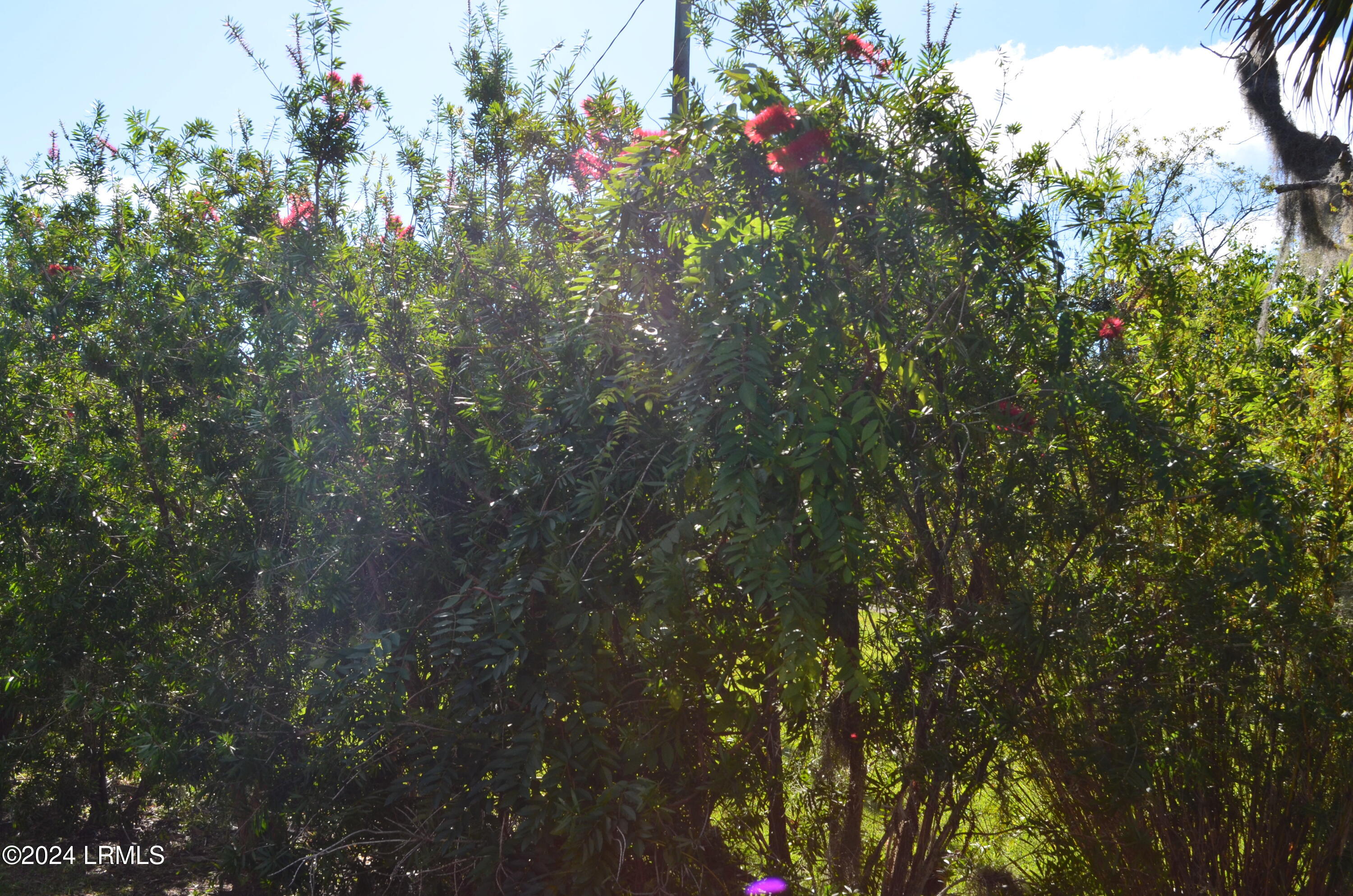 32 Gazebo Road St. Helena Island, SC 29920 - Photo 39 of 53 Bottle Brush Bushes