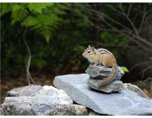 63 Hay Road Stoneham, ME 04231 - Photo 27 of 27 View. A friendly visitor.