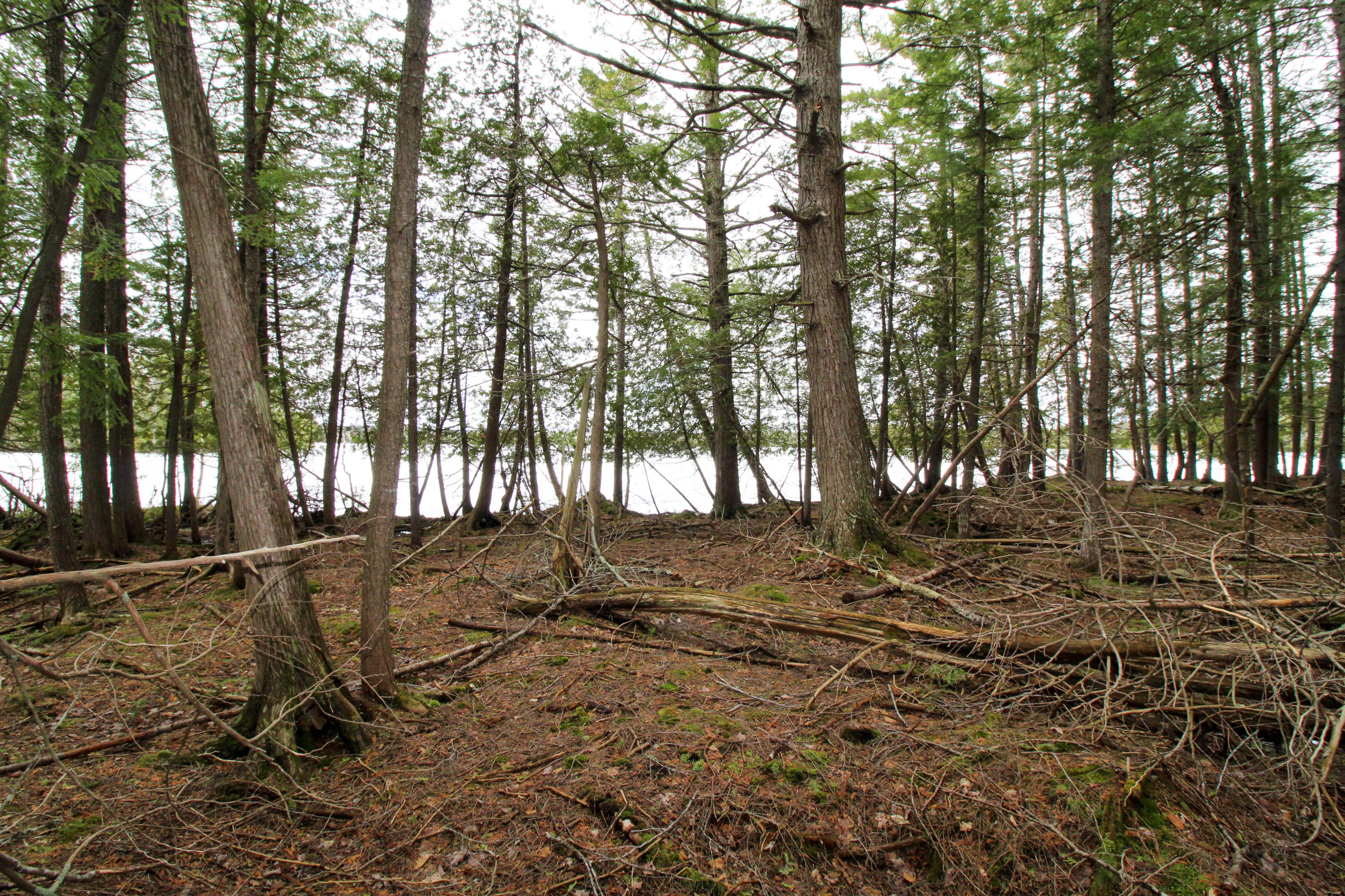 Lot 18 Pullyard Road Sangerville, ME 04479 - Photo 13 of 24 Needs to be Groomed