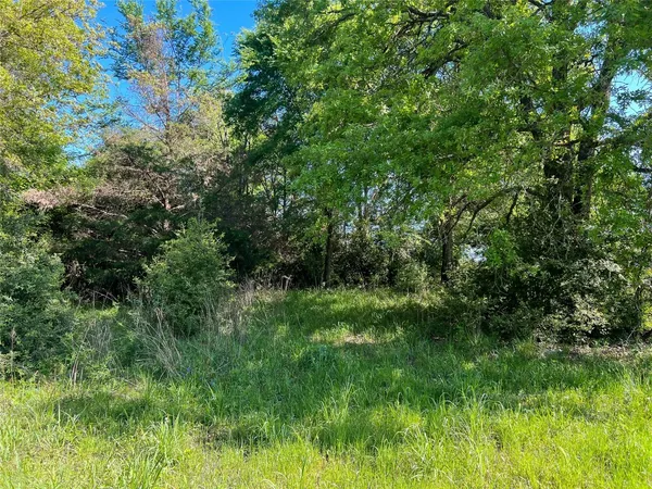 a view of a lush green space