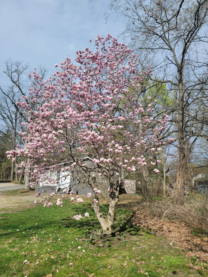 511 North River Road McHenry, IL 60051 - Photo 18 of 22 a picture of trees