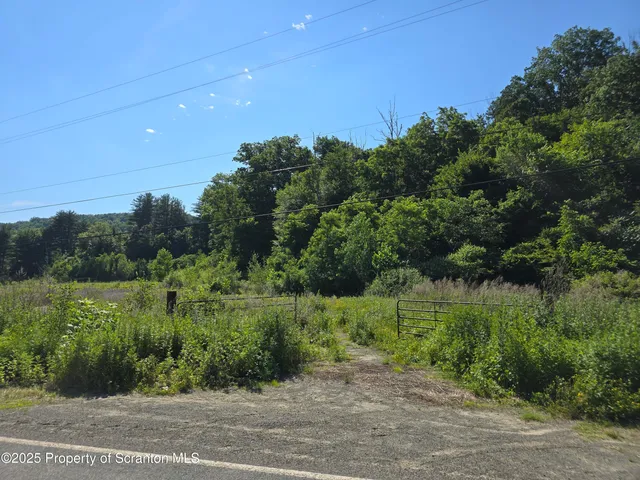 a view of a lush green space
