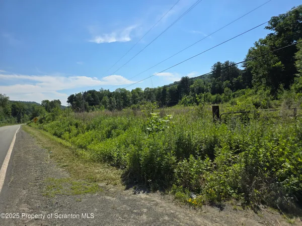 a view of a lush green forest