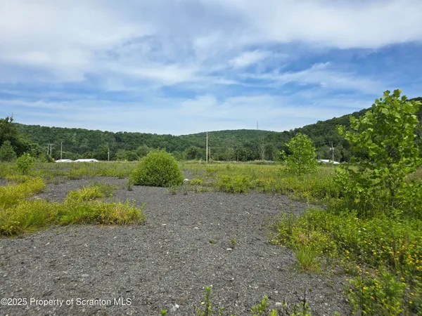 a view of a field with plants and trees