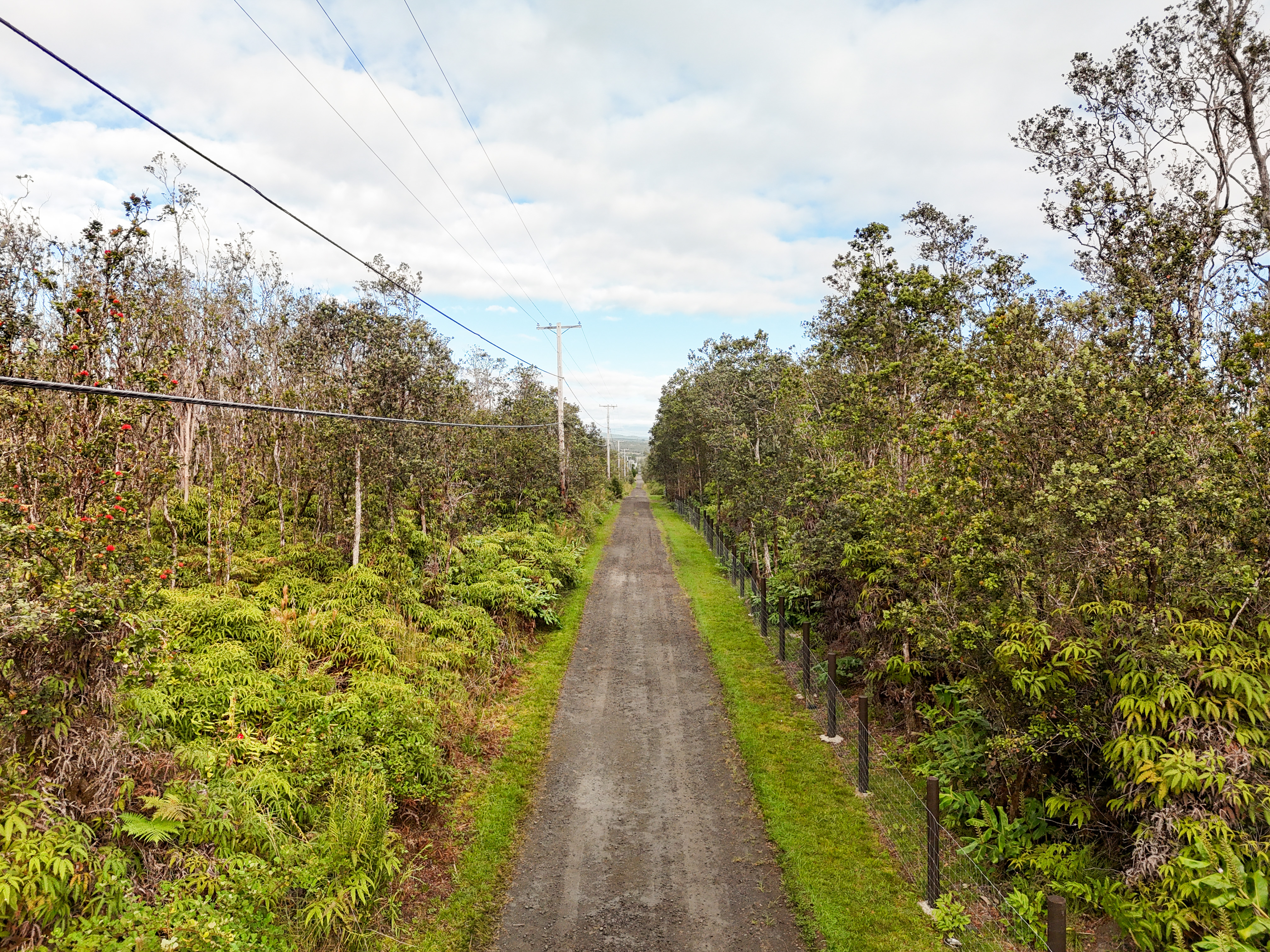 a view of a pathway of a garden