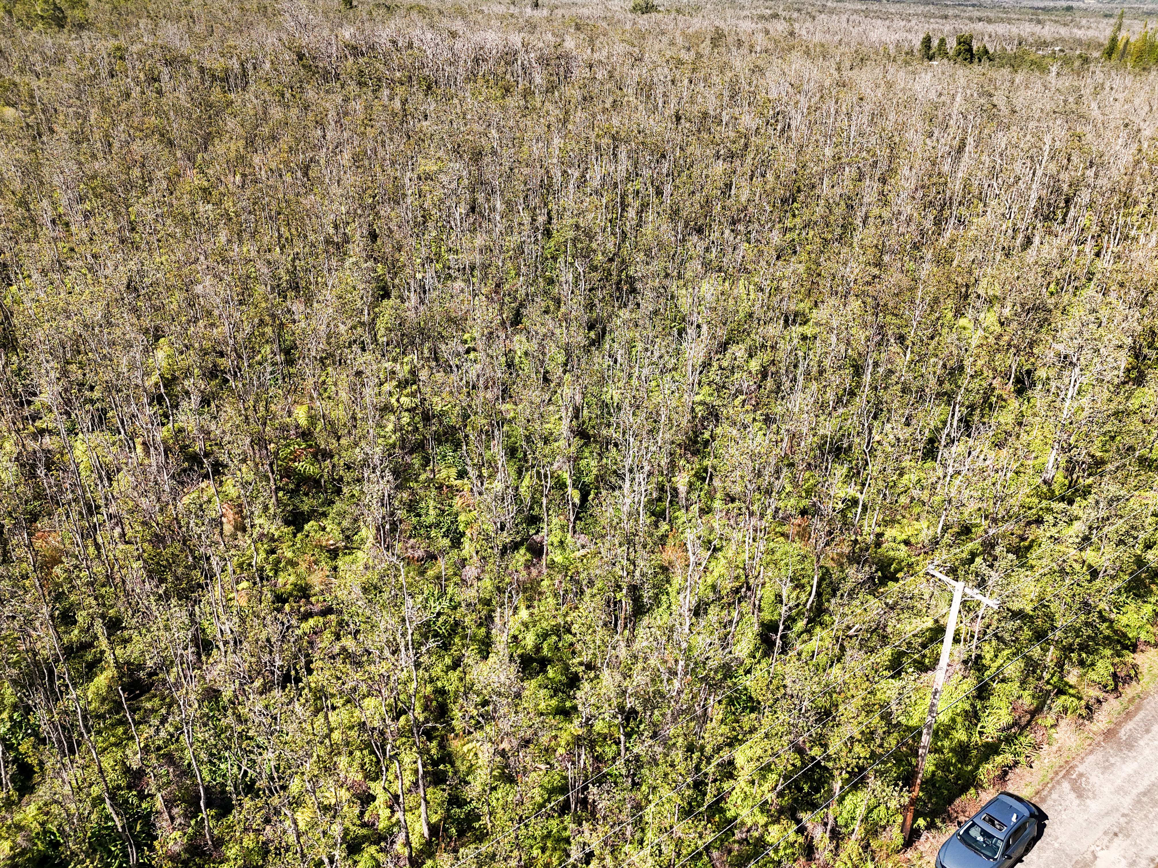 41 Uluhemalu Road Mountain View, HI 96771 - Photo 11 of 16 a view of a tree