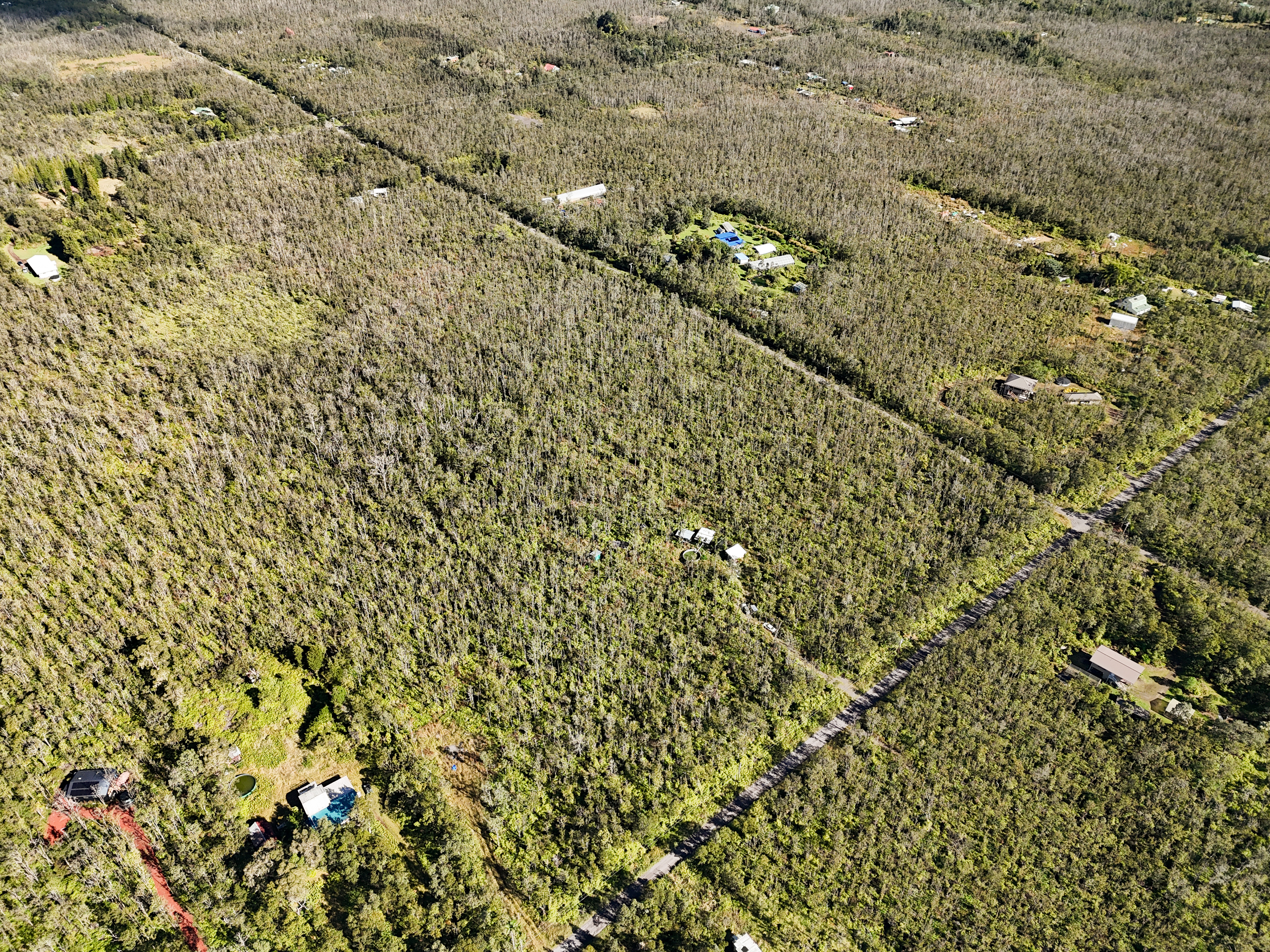 41 Uluhemalu Road Mountain View, HI 96771 - Photo 6 of 16 a close up of a plant