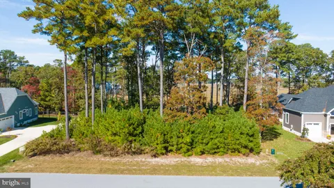 a view of a yard with plants and large trees