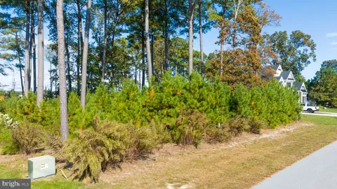 a view of a yard with plants and large trees
