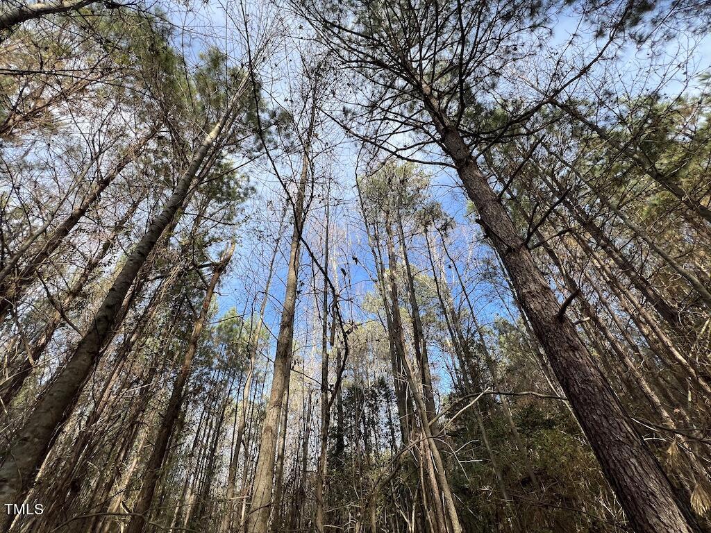 1 Peachtree Hills Road Spring Hope, NC 27882 - Photo 28 of 40 a view of tall trees
