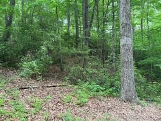 0 Buckeye Road Lake Lure, NC 28746 - Photo 8 of 20 Gallery Image 8
