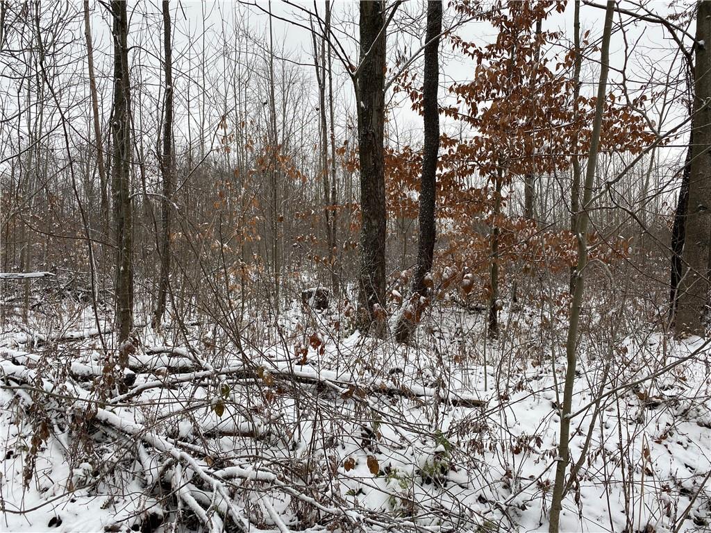 0 Swamp Road Sandy Lake, PA 16145 - Photo 24 of 25 a view of a forest with lots of trees