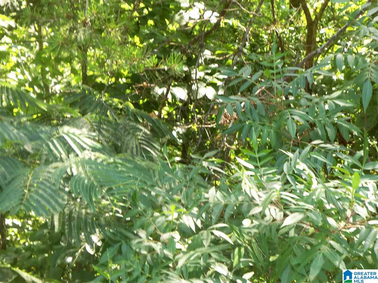 Mallard Point Warrior, AL 35180 - Photo 2 of 9 Gallery Image 2