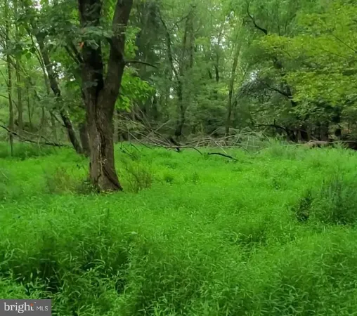 a view of a lush green forest