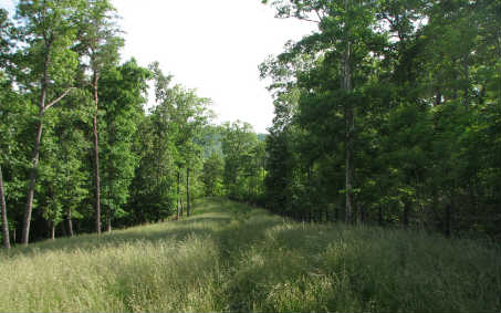 Main View