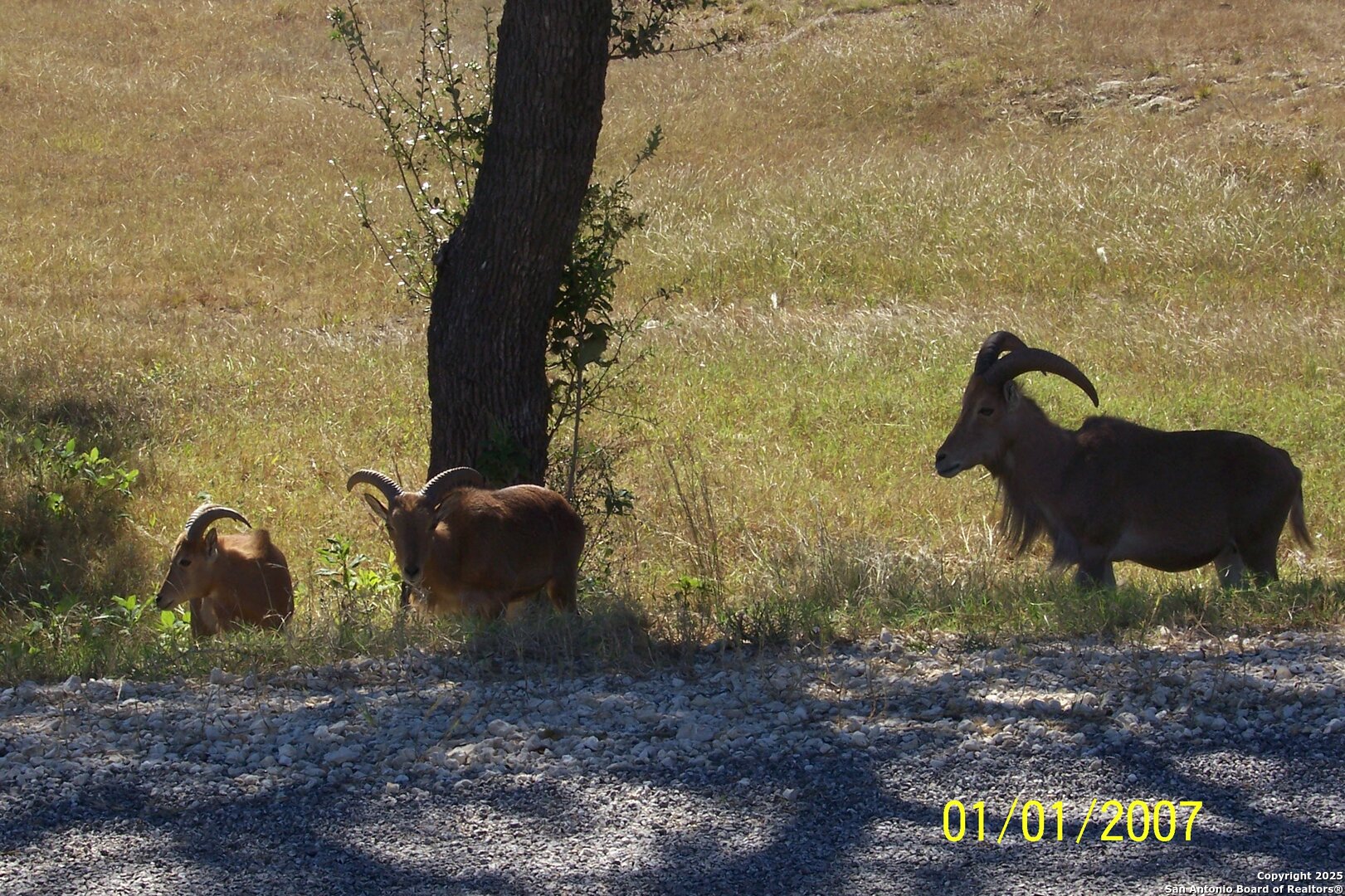 1059 Ranger Ridge New Braunfels, TX 78132 - Photo 18 of 23 a view of a backyard with plants and outdoor seating