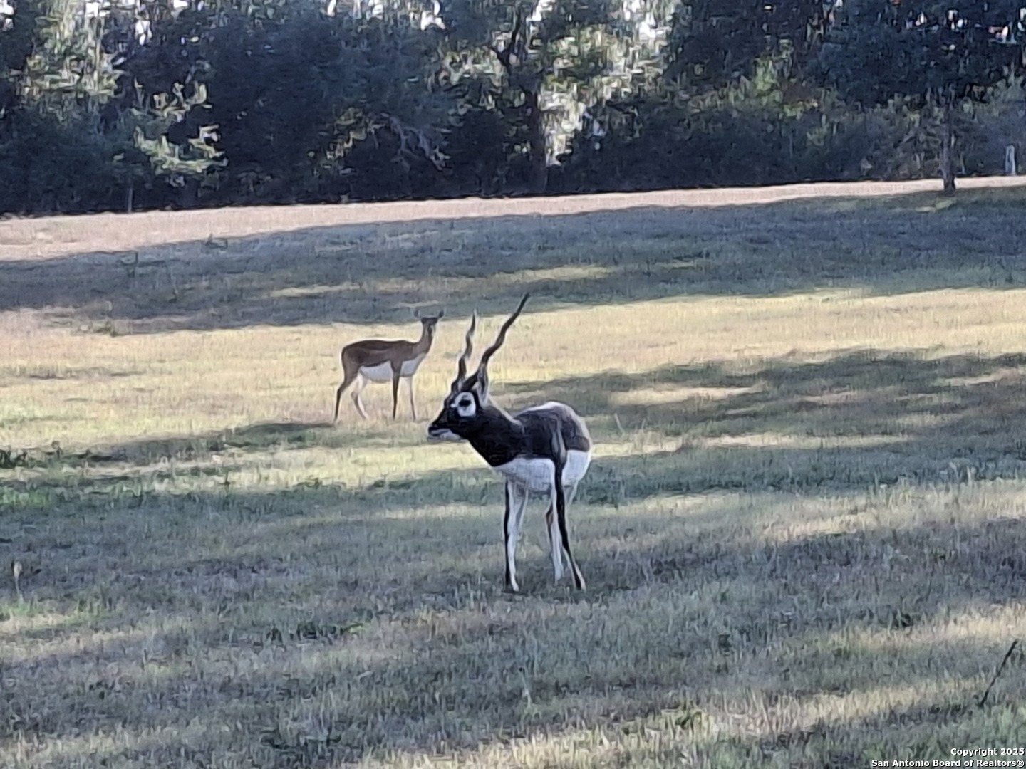 1059 Ranger Ridge New Braunfels, TX 78132 - Photo 23 of 23 a view of a yard next to a yard
