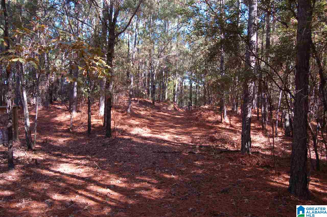 22.49-acres Double Branch Road, Unit 22 49 ACRES Marion, AL 36756 - Photo 7 of 30