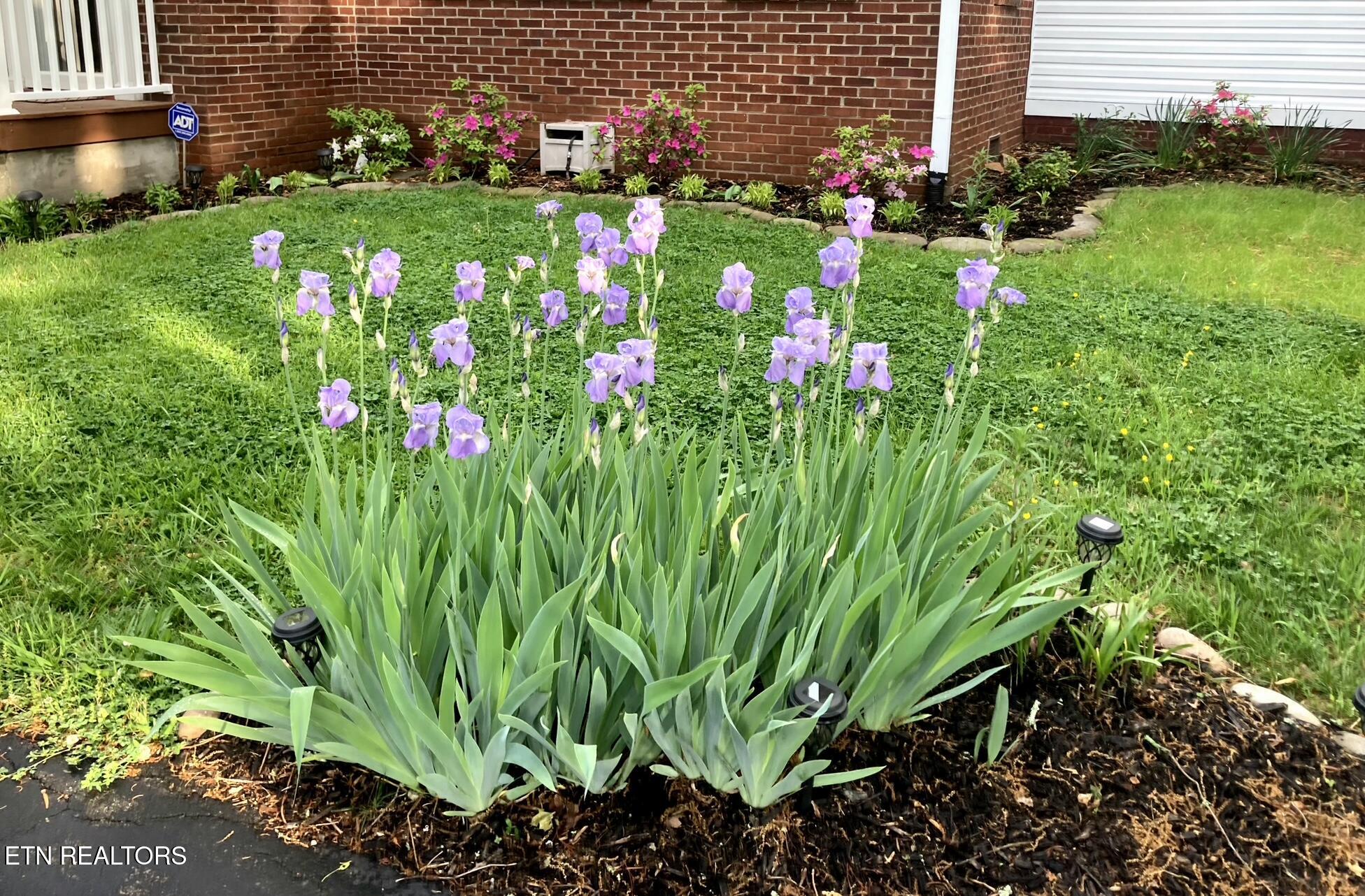 800 Brown Mountain Loop Road Knoxville, TN 37920 - Photo 43 of 45 Spring Blooms