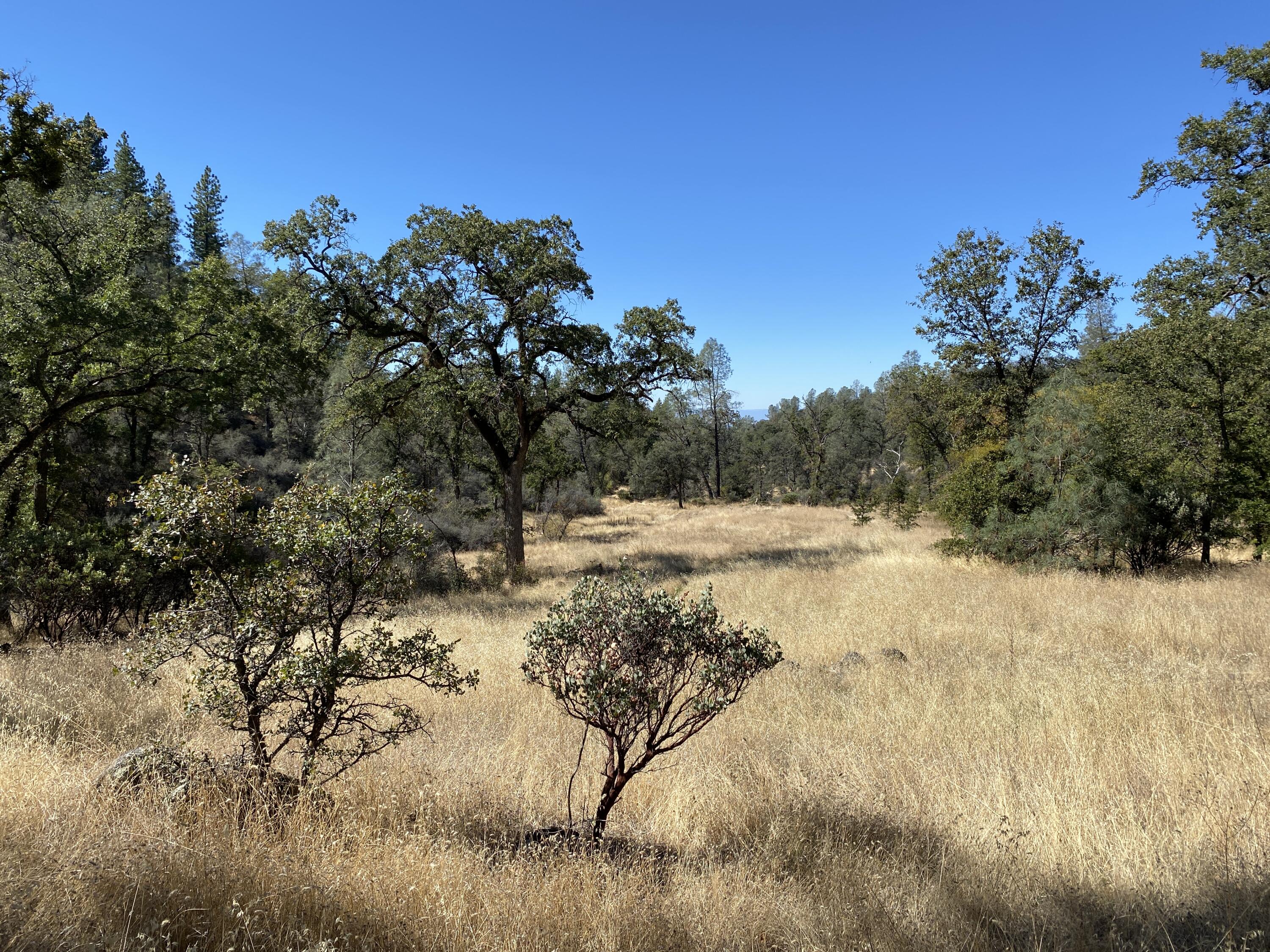 189-acres Shingletown Ridge Road Shingletown, CA 96088 - Photo 11 of 13 IMG_1788