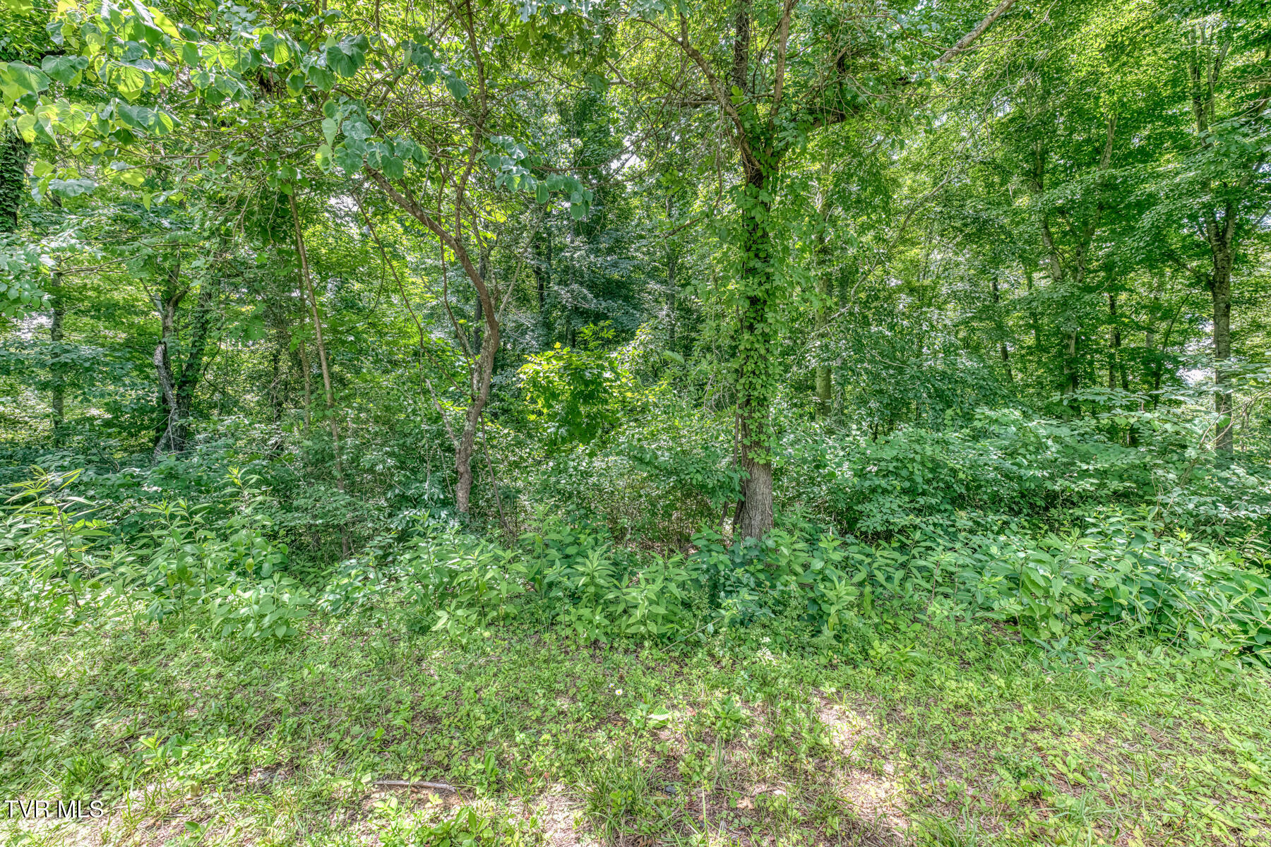 Lot 50 Dry Hill Road, Unit 50 Butler, TN 37640 - Photo 27 of 27 Lot 50, Redbud Cir-20