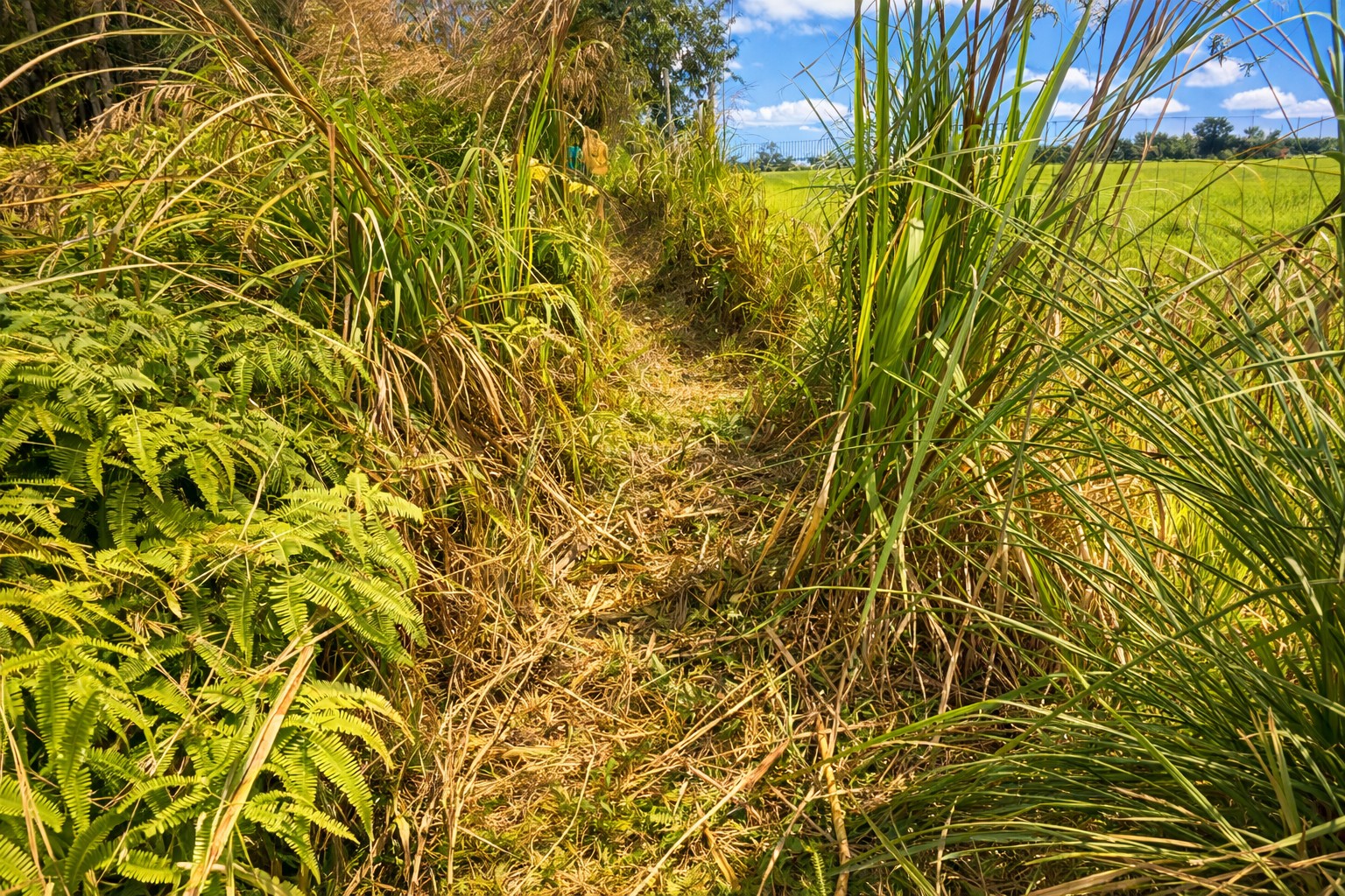 29-2584 Kaiwiki-Homestead Road Hakalau, HI 96781 - Photo 27 of 30