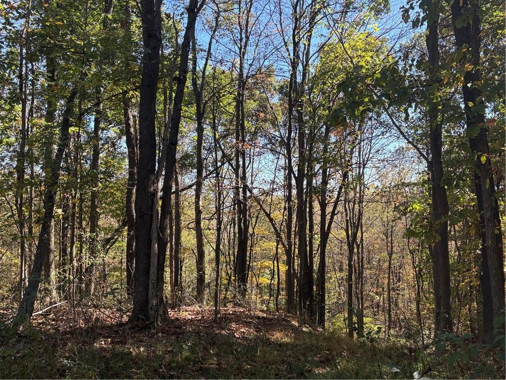 103 Wash Run Road White, PA 15490 - Photo 13 of 35 a view of forest